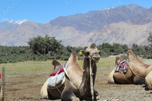 camels in the mountains beautiful mountain background  © Kseniia Kocheshova