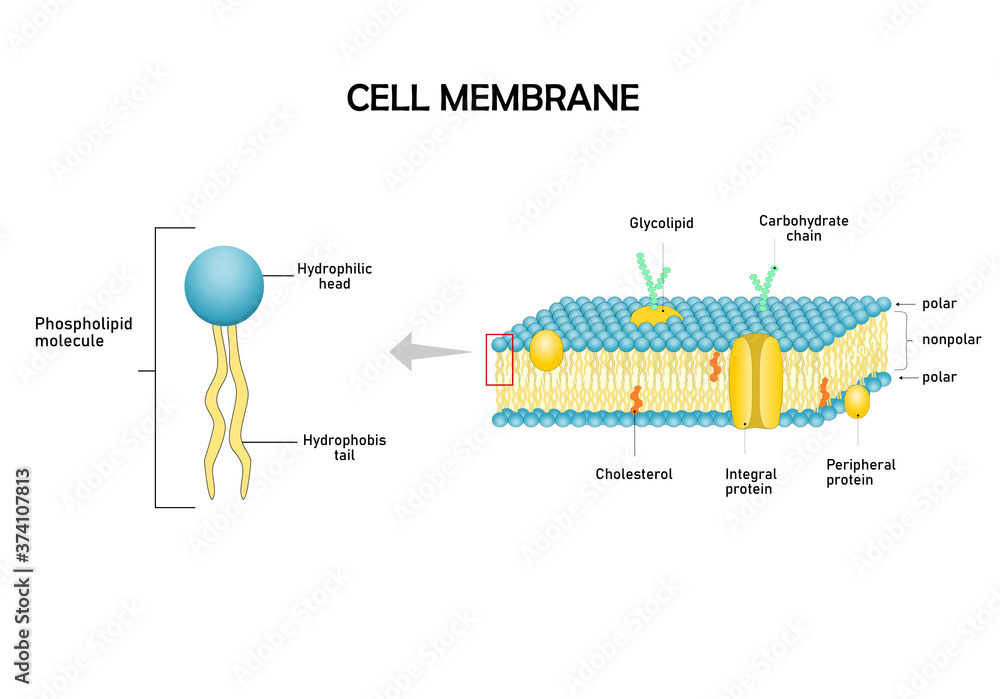 Diagram models of cell membrane, close-up of phospholipid ...