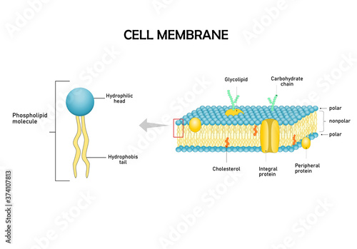 Diagram models of  cell membrane, close-up of phospholipid molecule. photo