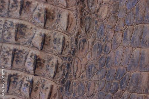 rocodile leather texture, photo
