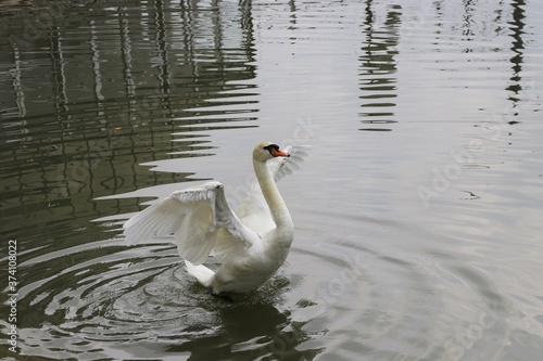 swan takes off