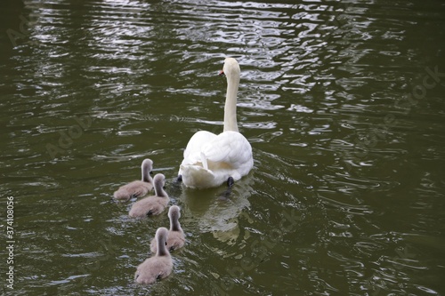Swans, swan family, together, care