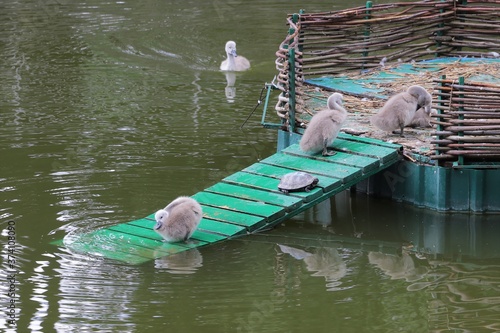 Swans, swan family, together, care