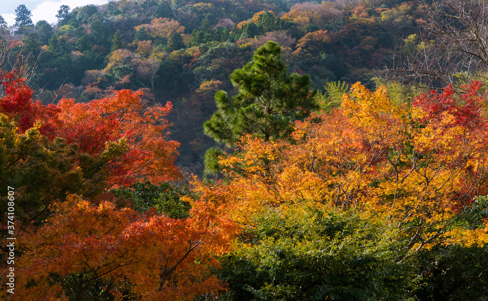 Fototapeta premium autumn in the mountains