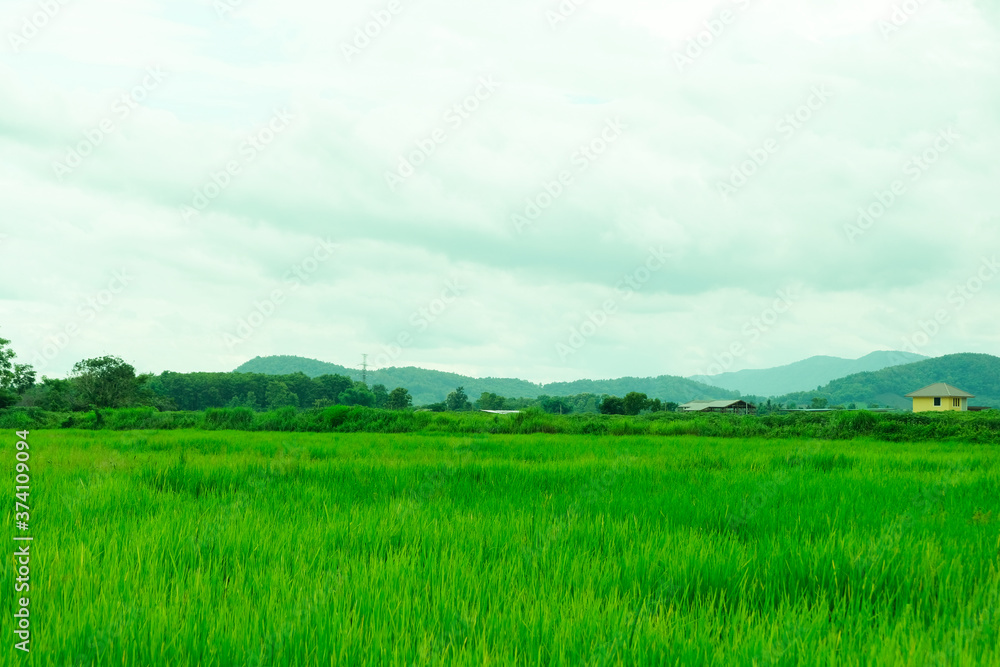 Natural Rice fields for background, blue sky with cloud