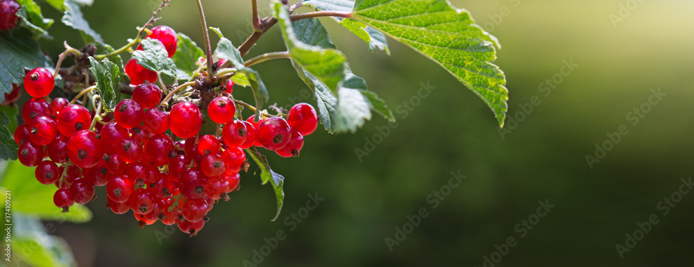 Red Currant berries on a bush closeup isolated.