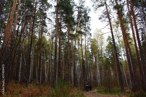 Fototapeta Naklejka Na Ścianę i Meble -  Ural forest pine tree forest