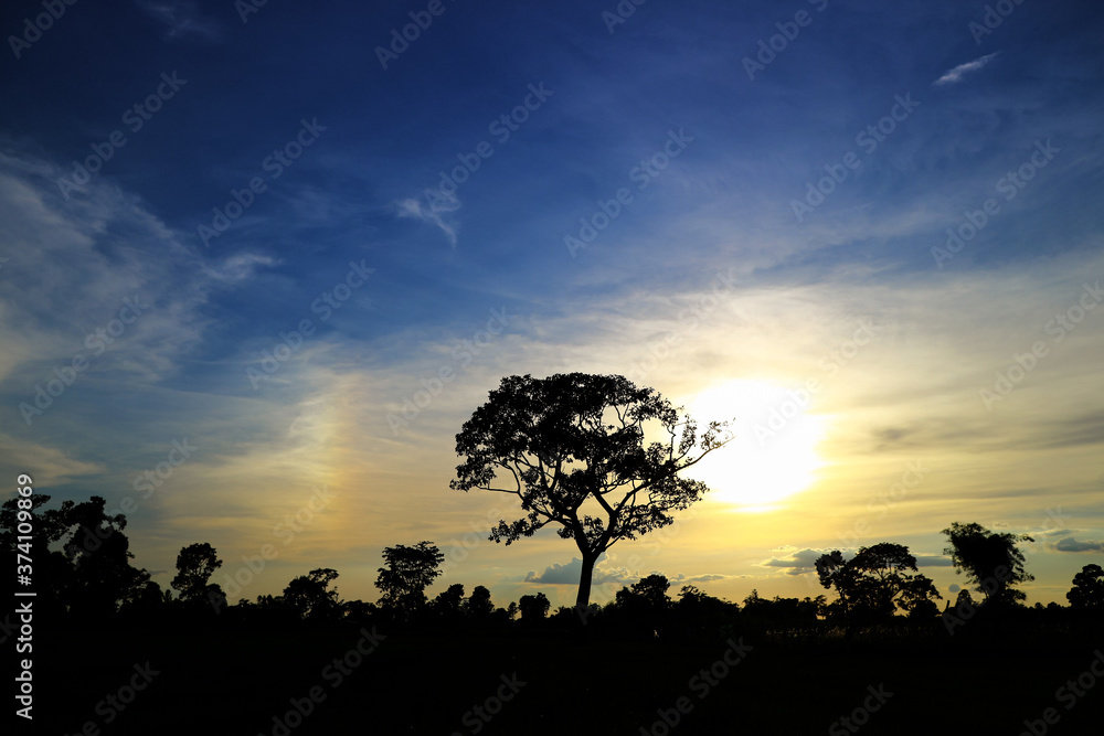 pictures of trees in a field in the sky with sunlight