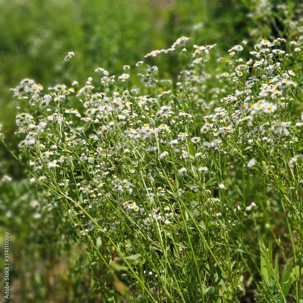 Flowers that bloom beautifully in the hot summer Flowers that bloom beautifully in the hot summer