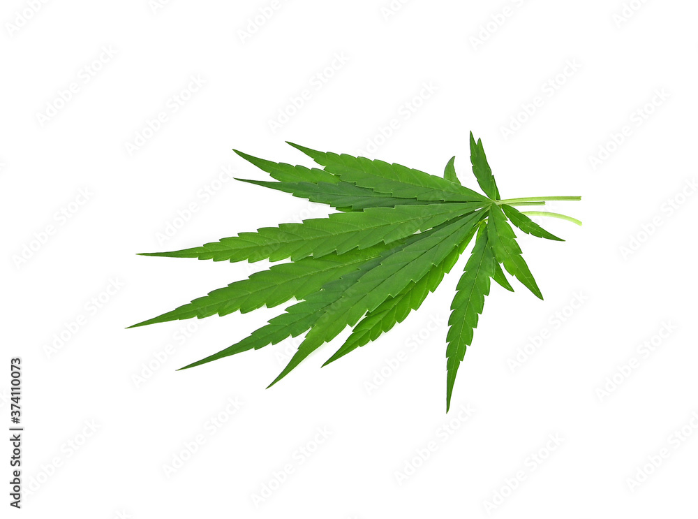 Marijuana leaves isolated on a white background Marijuana leaves isolated on a white background