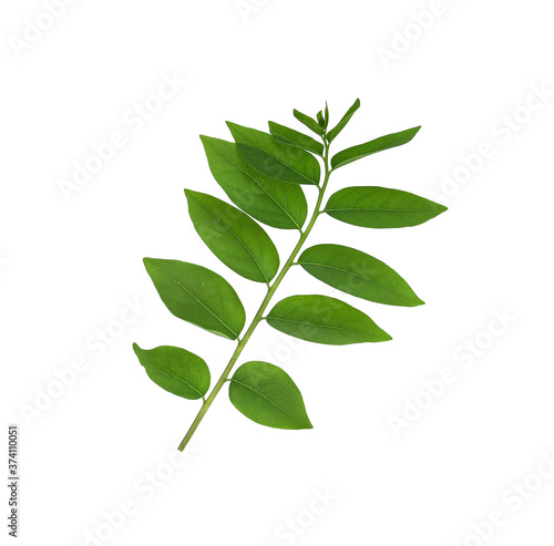 Gooseberry leaf green on white backgrond