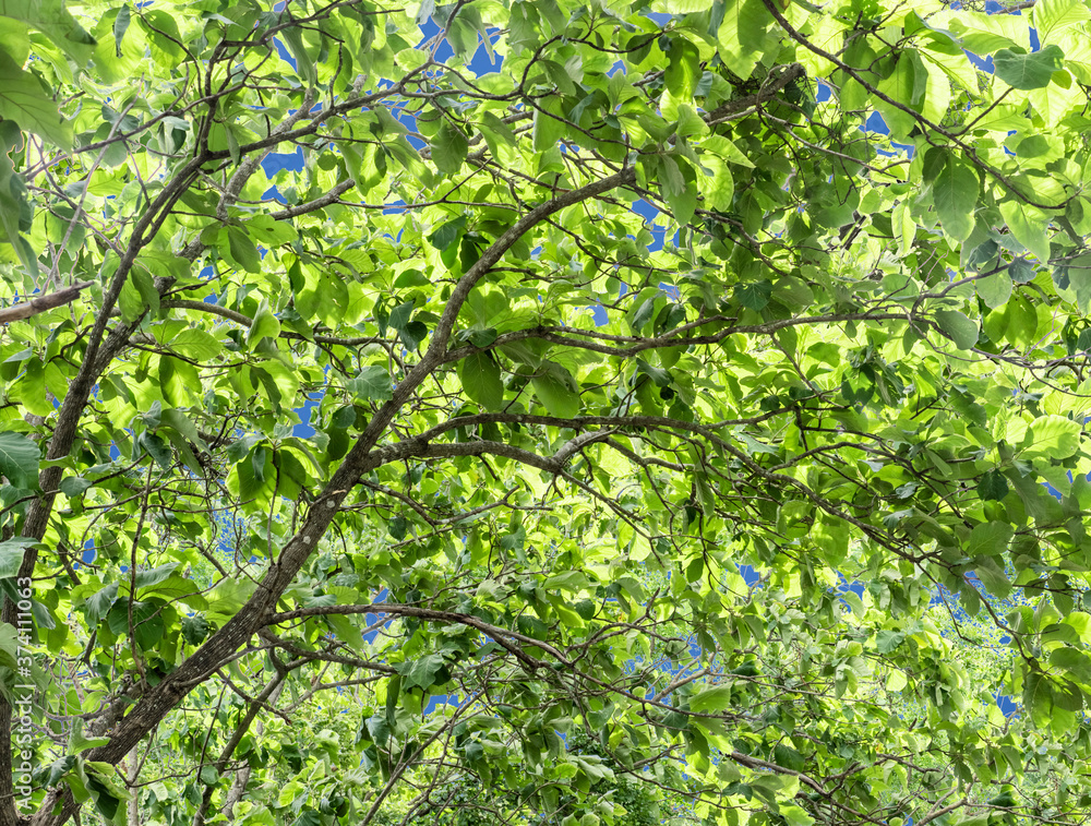 isolated tree branchs and green leaves with clipping path on sky background for backdrop and wallpaper design isolated tree branchs and green leaves with clipping path on sky background for backdrop and wallpaper design