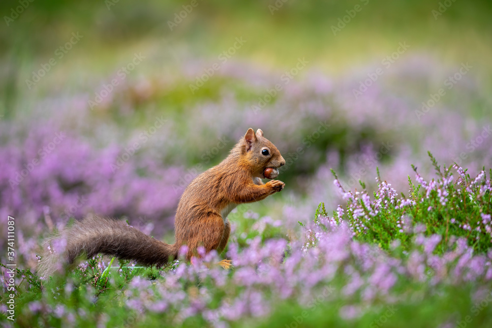 Red Squirrel, Sciurus vulgaris, close up feeding surrounded by flowering purple/violet heather in the cairngorms national park, scotland.
