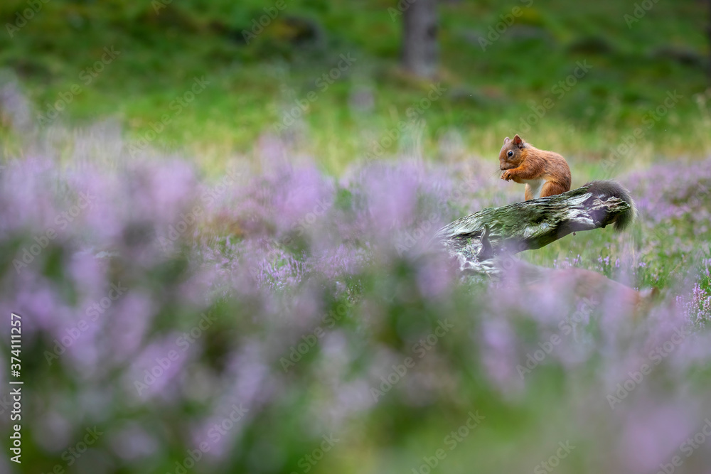 Red Squirrel, Sciurus vulgaris, feeding surrounded by flowering purple/violet heather in the cairngorms national park, scotland.
