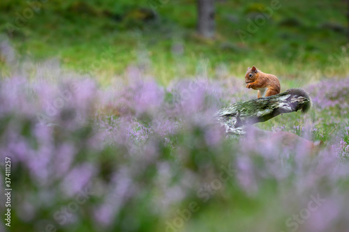 Red Squirrel, Sciurus vulgaris, feeding surrounded by flowering purple/violet heather in the cairngorms national park, scotland. © Paul