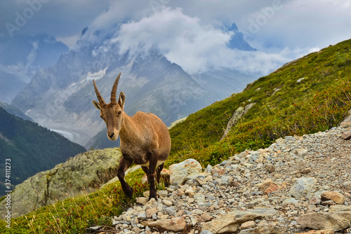 Alpine ibex among the rocks wildlife scene with beautiful animal