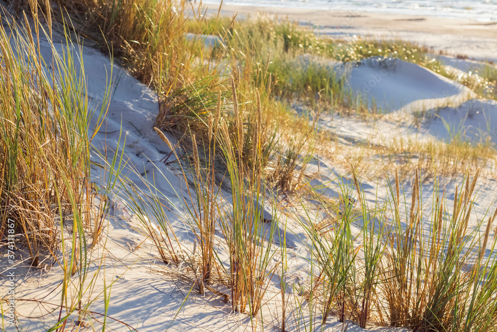 Sea beach in the evening. Grass grows on the sand and you can see the footprints of people and animals
Sea beach in the evening. Grass grows on the sand and you can see the footprints of people and animals