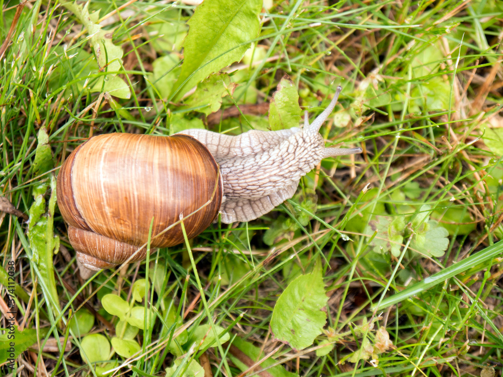 Snail with horns and shell on grass top view Snail with horns and shell on grass top view