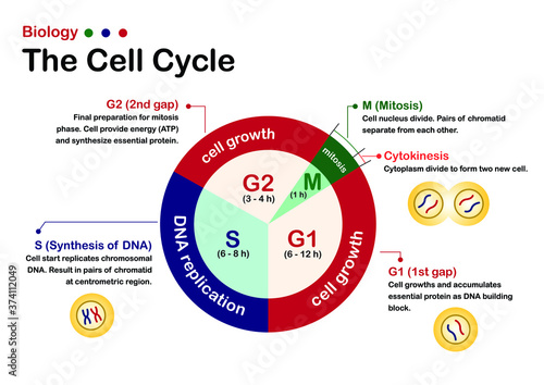 Biology diagram show infographic of cell cycle. The growth, DNA replication and mitosis phase of cell and chromosome in nucleus. 