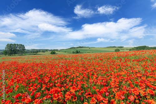 Beautiful summer day over poppy field © Piotr Krzeslak