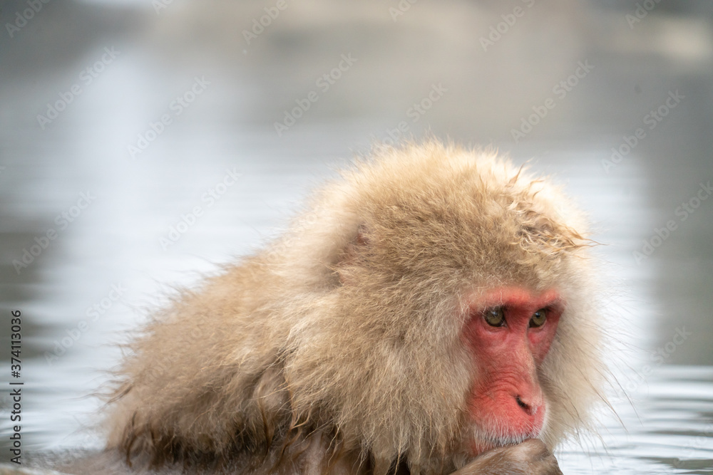 portrait of snow monkey portrait of snow monkey