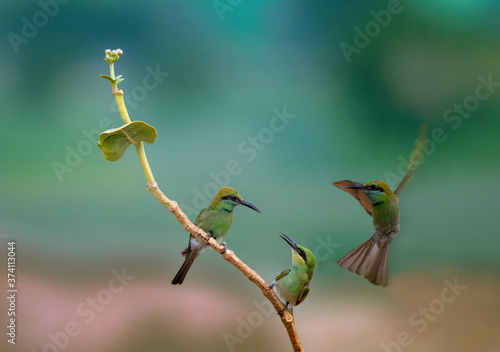 little green bee eater  in wildlife of Pakistan  photo