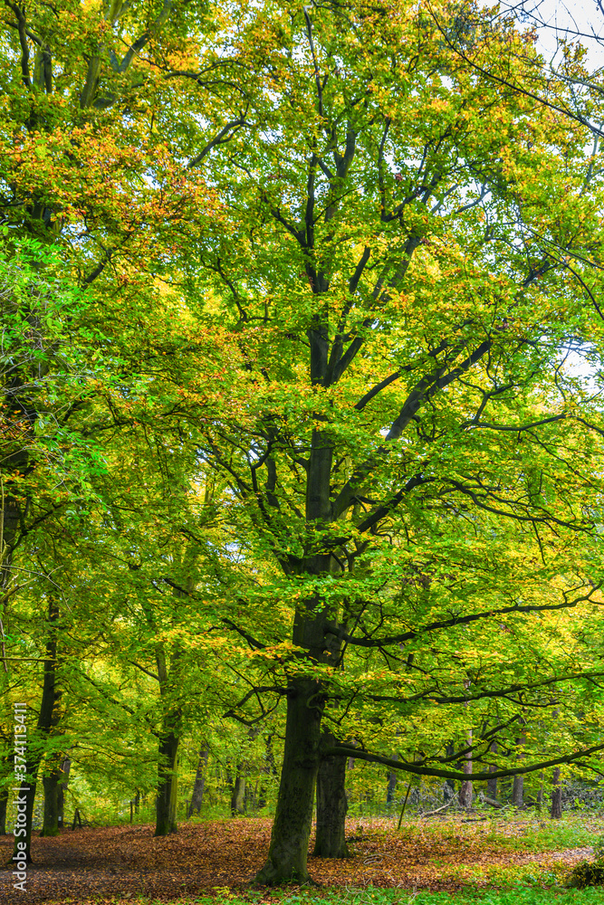 Forests with mature beech trees along avenues in a Dutch estate in beautiful warm autumn colors Forests with mature beech trees along avenues in a Dutch estate in beautiful warm autumn colors
