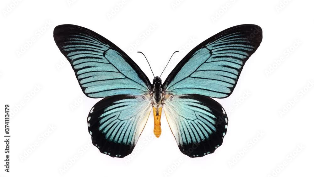 Set of beautiful and colorful butterflies isolated on white. Set of beautiful and colorful butterflies isolated on white.