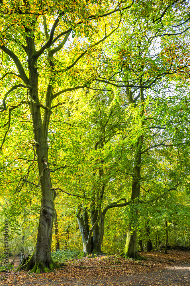 Forests with mature beech trees along avenues in a Dutch estate in autumn colors and backlight Forests with mature beech trees along avenues in a Dutch estate in autumn colors and backlight