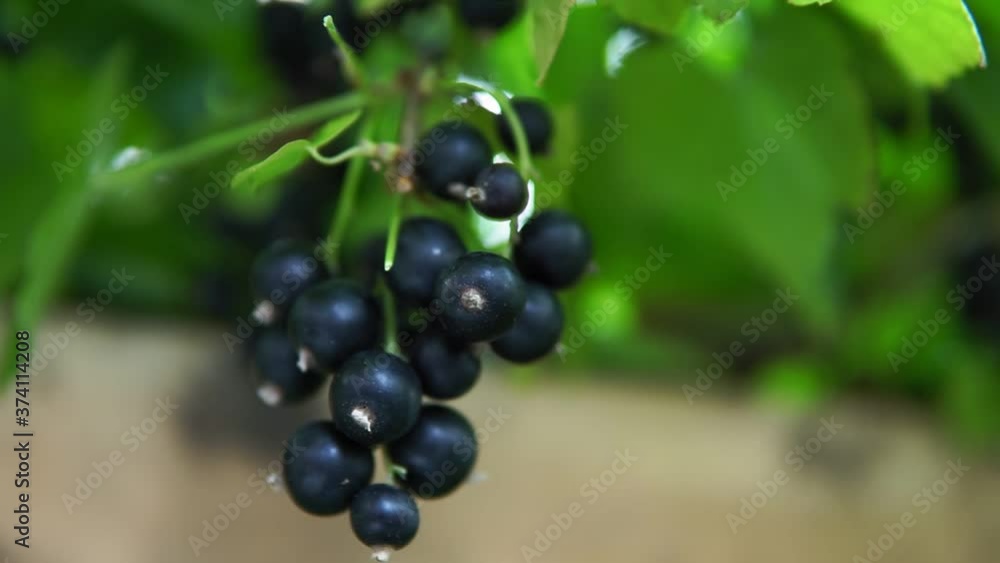 black currant growing in a garden as summer harvest close-up selective focus. Ribes nigrum black currant growing in a garden as summer harvest close-up selective focus. Ribes nigrum