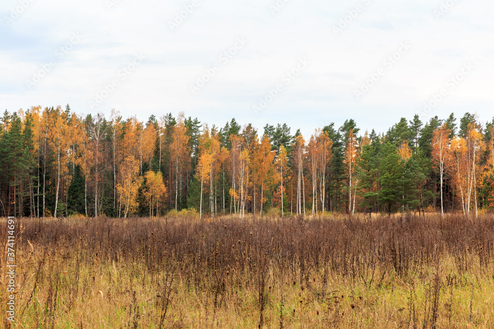 Fototapeta premium Autumn pine forest and yellow golden deciduous trees, panorama