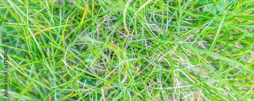 green grass background,blurry background