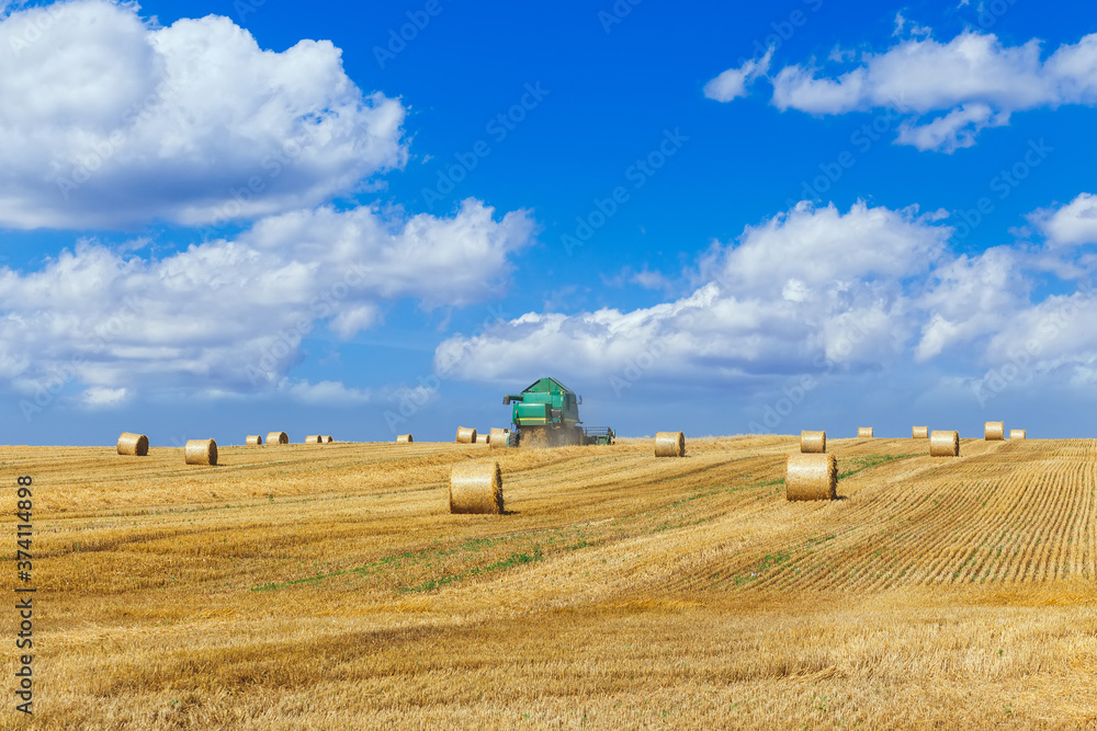The combine harvests ripe wheat in the grain field.