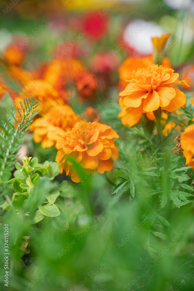 bright colorful e flowers, close up bright colorful e flowers, close up