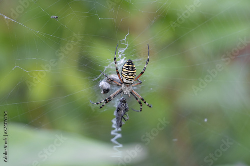 a large spider sits in a web