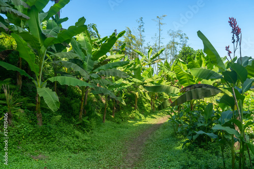 Banana trees in Tsikhisdziri park, nature, Adjara photo