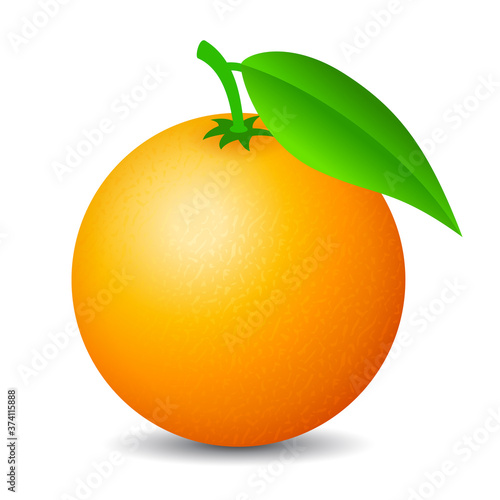 Orange fruit vector cartoon