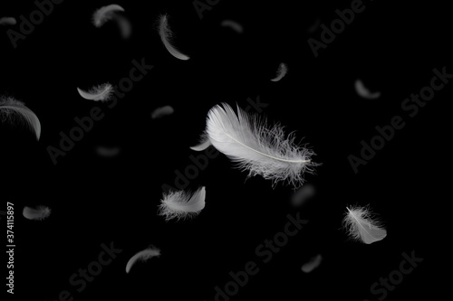 Feather abstract freedom concept. Light fluffy a white feathers floating in the dark. Black background.