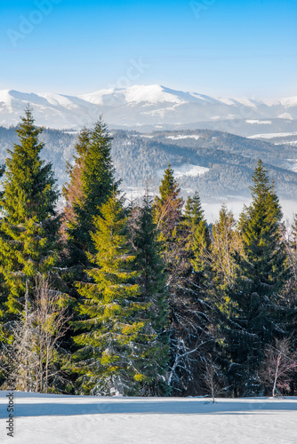 Spruce winter forest overlooking the mountains