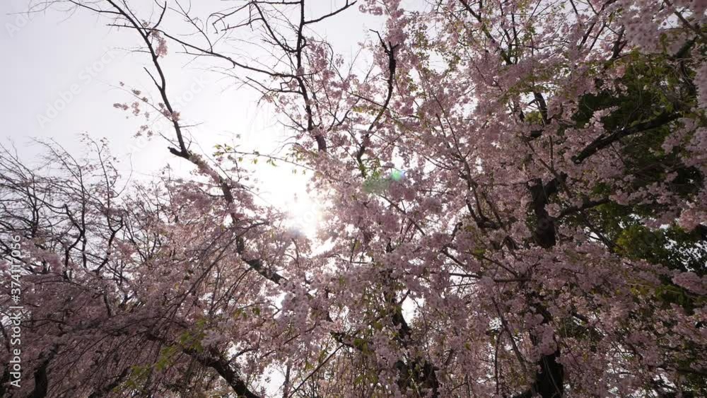Weeping branches of sakura in pink flowers, slowly sway on wind, slow motion shot. Beautiful picture at evening time, sun rays gently gleam through cherry blossom crown Weeping branches of sakura in pink flowers, slowly sway on wind, slow motion shot. Beautiful picture at evening time, sun rays gently gleam through cherry blossom crown
