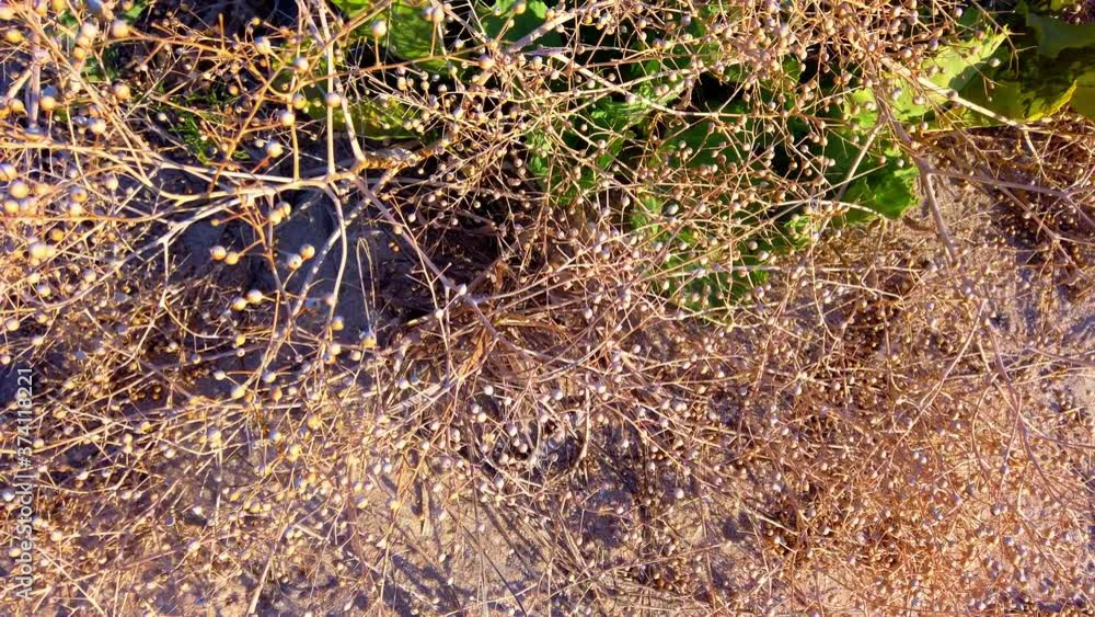 Crambe pontica. Crambe maritima L. Shooting sand dunes in summer. Crambe pontica. Crambe maritima L. Shooting sand dunes in summer.