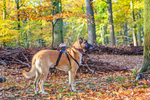 Attentive dog with actioncam as a dogcam in a beautiful beech forest in autumn colors and fallen leaves on the ground photo