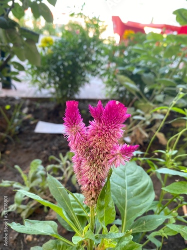 pink and yellow flower
