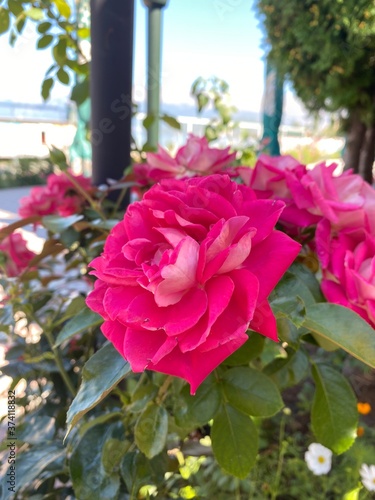 pink rose in the garden