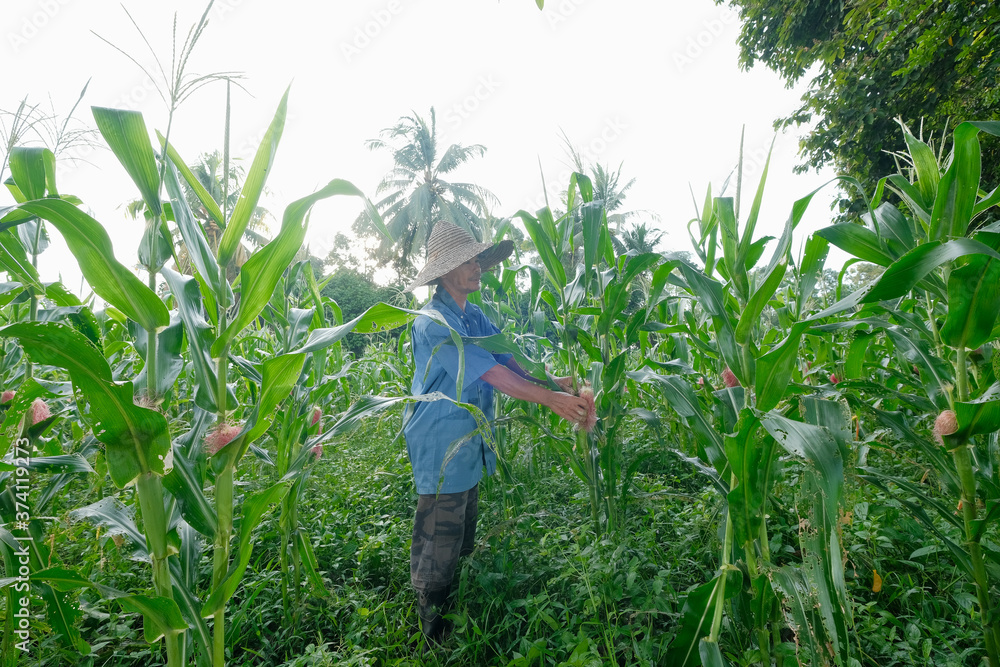 Fototapeta premium Farmer working in his corn field.