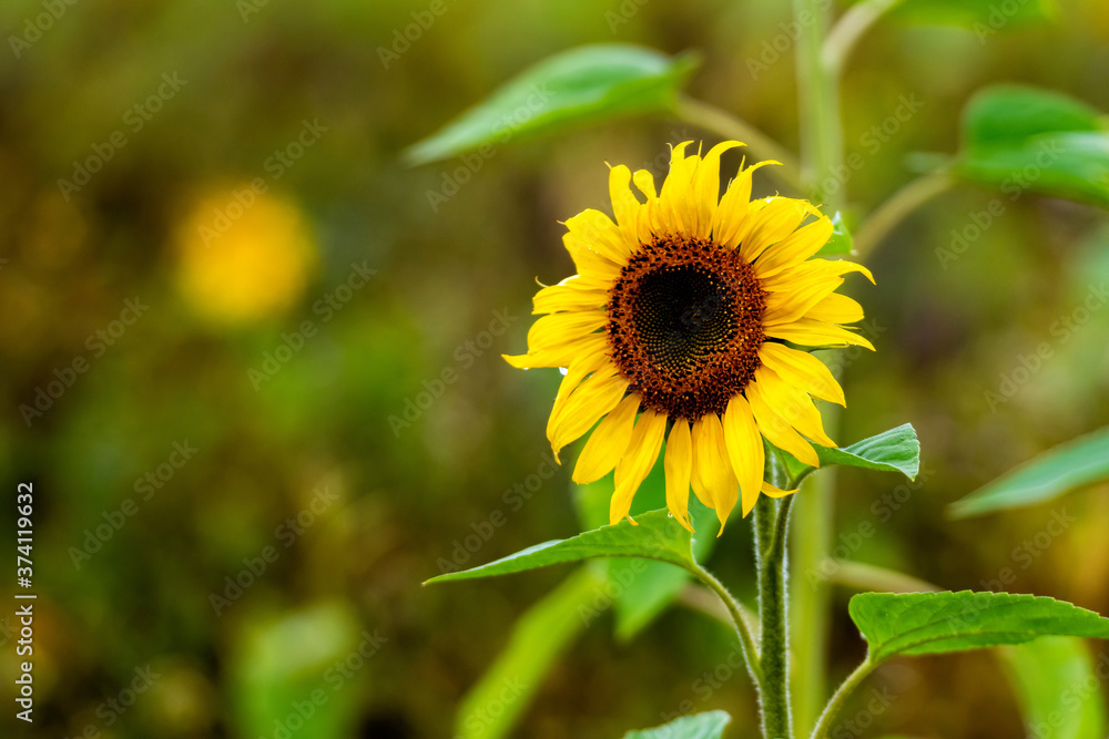 field of blooming sunflowers in the raining day, shallow depth of field field of blooming sunflowers in the raining day, shallow depth of field
