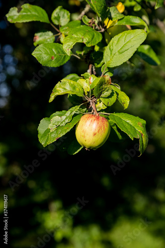 bunch of green apples on a branch ready to be harvested.Fresh and Ripe Apples In The Garden With Bright Sun. Apple tree With Sunlight