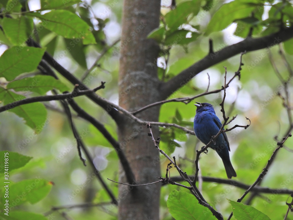 Indigo Bunting Bird Singing with Dark Blue Feathers in a Sea of Green Leaves Indigo Bunting Bird Singing with Dark Blue Feathers in a Sea of Green Leaves