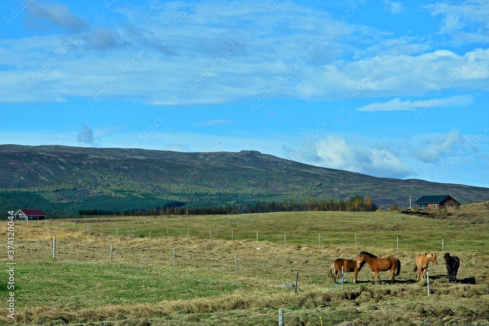 Iceland-view of horse on pasture near Brú horsefarm Iceland-view of horse on pasture near Brú horsefarm
