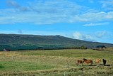 Iceland-view of horse on pasture near Brú horsefarm
